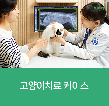 고양이치료 케이스