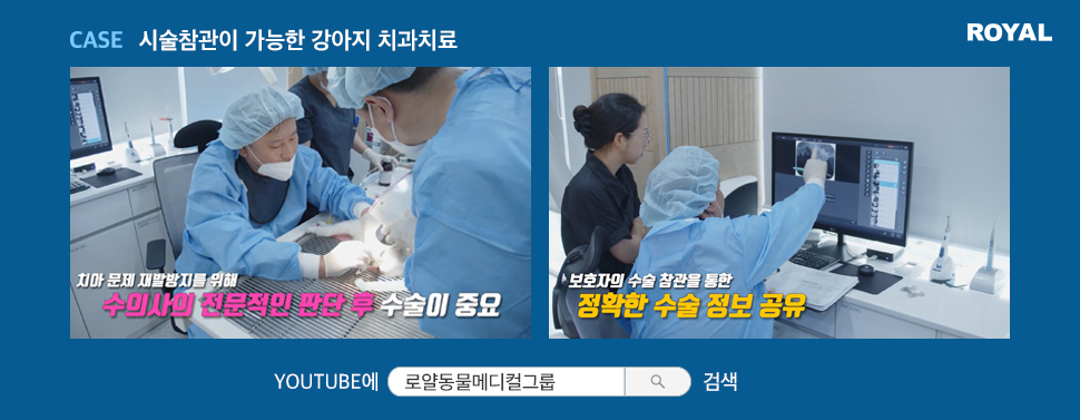 반려동물 질환별 치료법 1