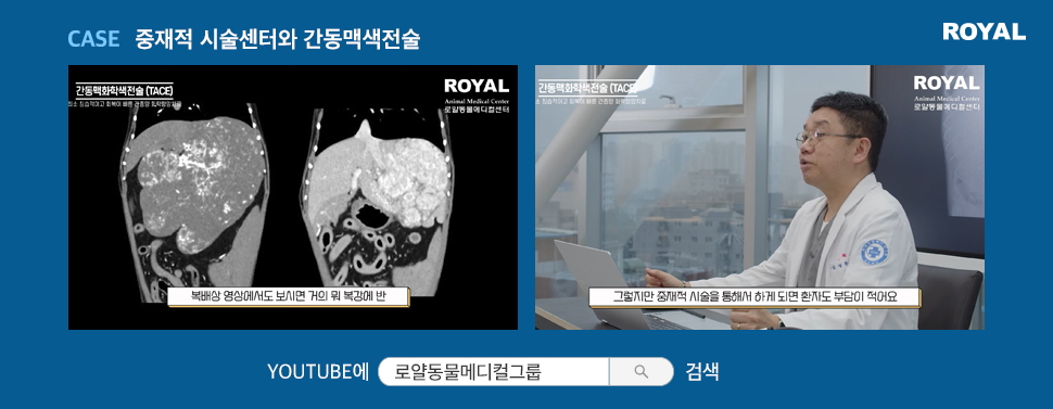 반려동물 질환별 치료법 2