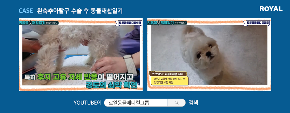 반려동물 질환별 치료법 3
