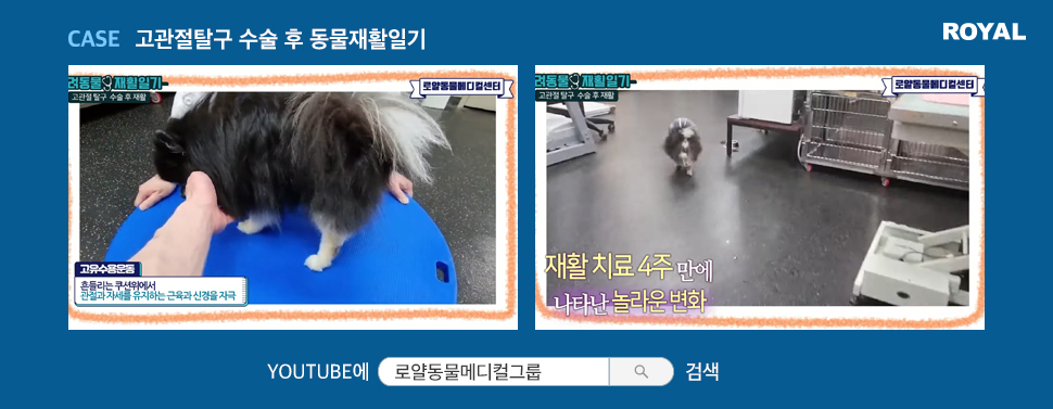 반려동물 질환별 치료법 4