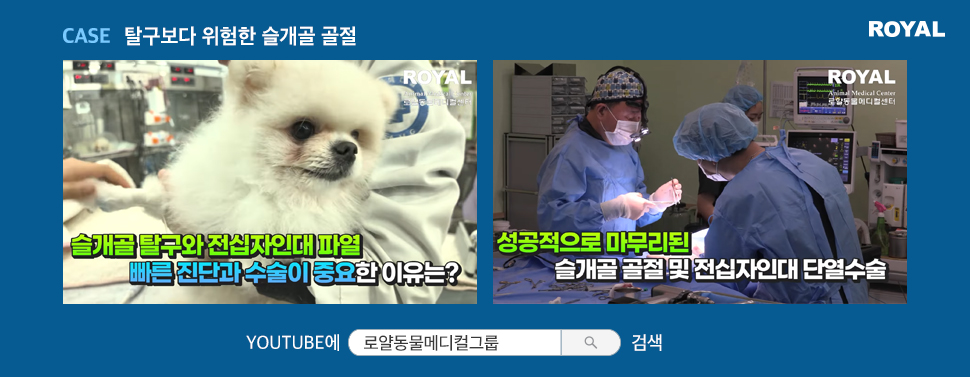 반려동물 질환별 치료법 6