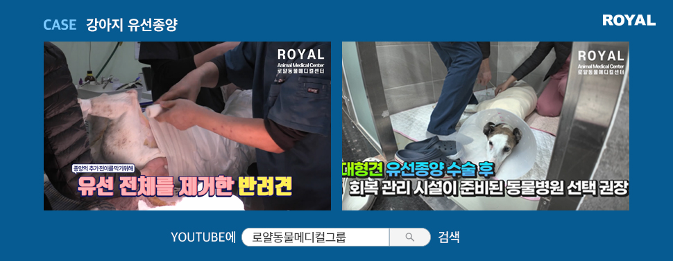 반려동물 질환별 치료법 7