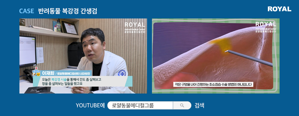 반려동물 질환별 치료법 9
