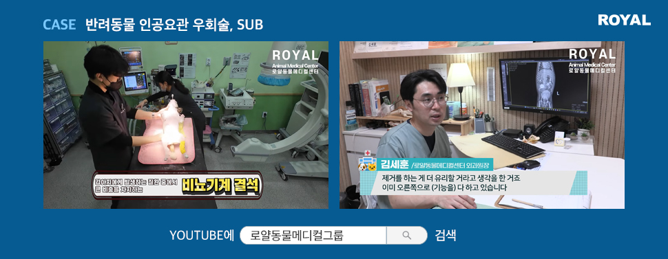반려동물 질환별 치료법 10