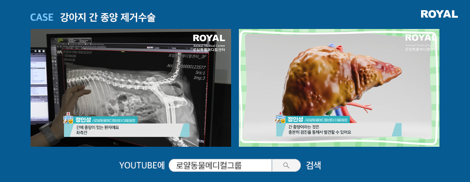 반려동물 질환별 치료법 11