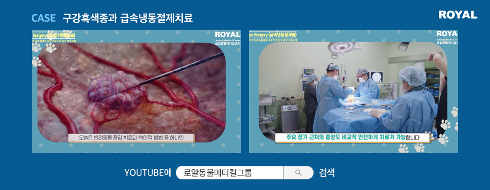 반려동물 질환별 치료법 13