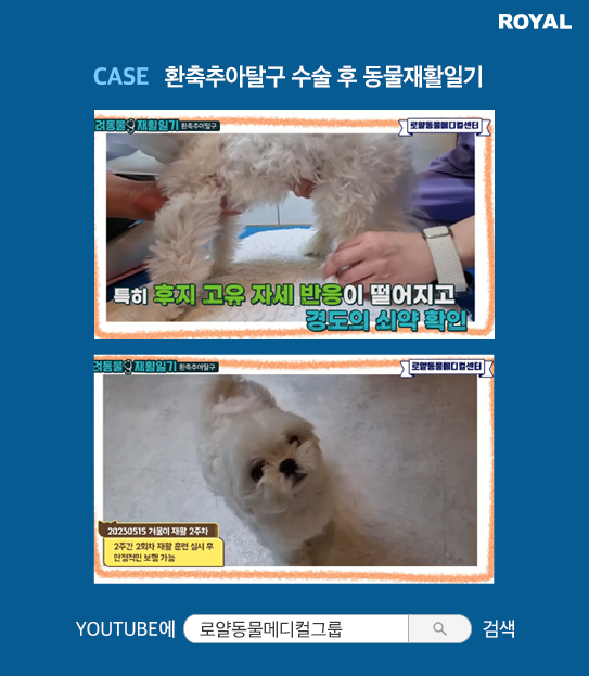 반려동물 치료 사례 3