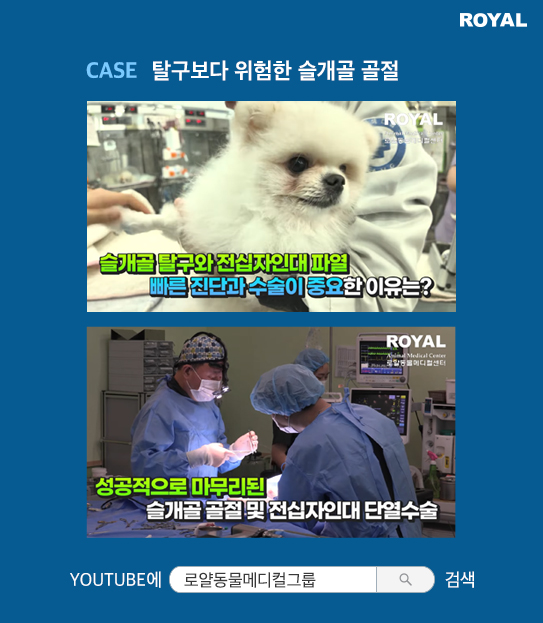 반려동물 치료 사례 6