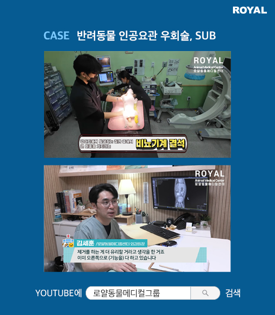 반려동물 치료 사례 10